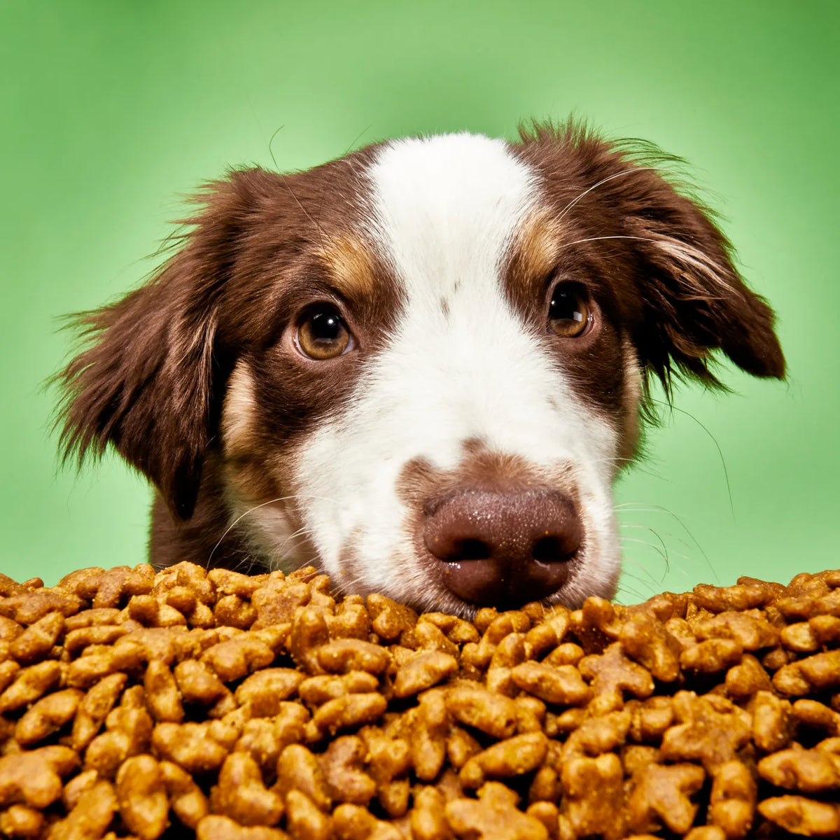 3 Benefits of Freeze-Dried Protein for Dogs