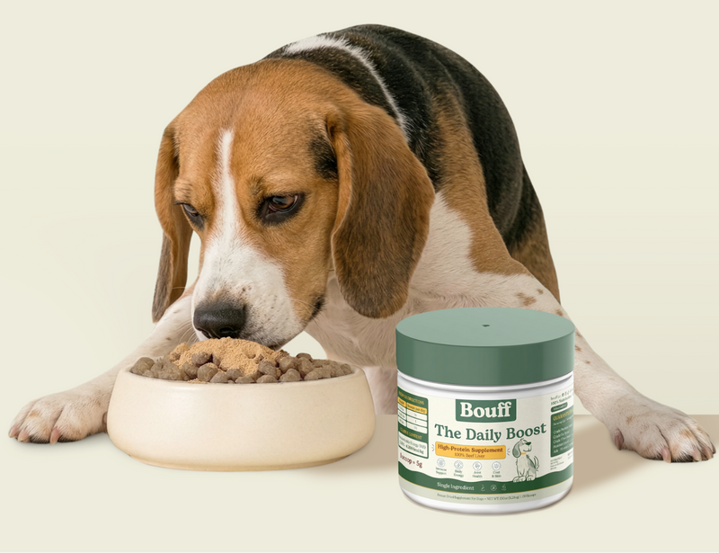 Dog looking at Bouff Beef Liver powder