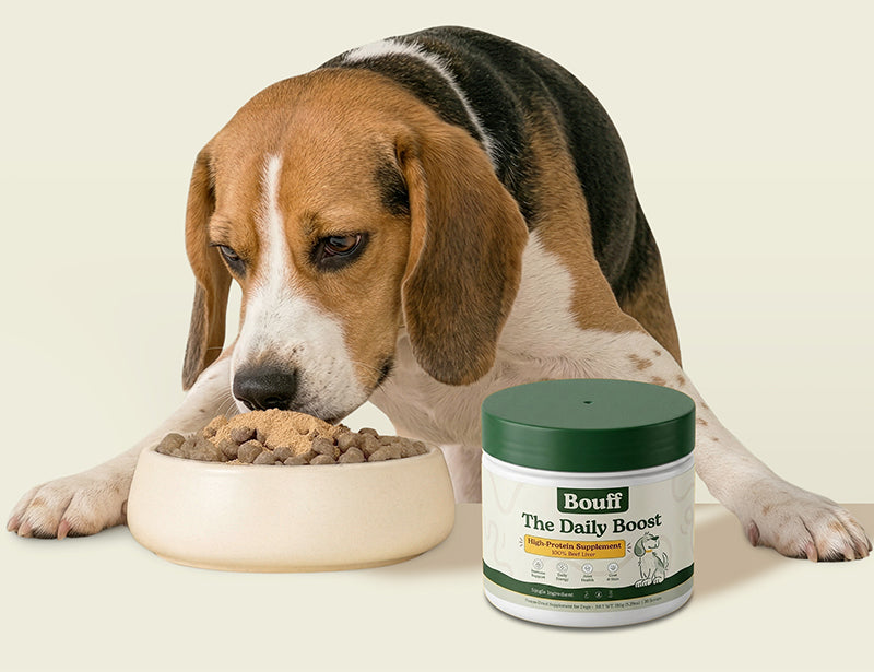 Dog looking at Bouff Beef Liver powder